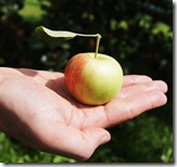 the best homemade applesauce